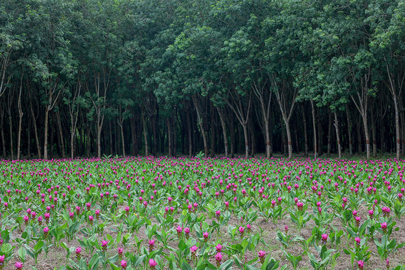 ทุ่งดอกกระเจียว ฉะเชิงเทรา สวนเภตรา