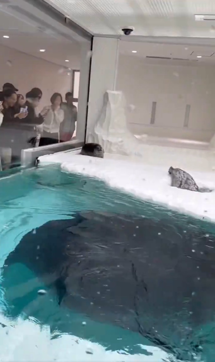 แมวน้ำตีกัน