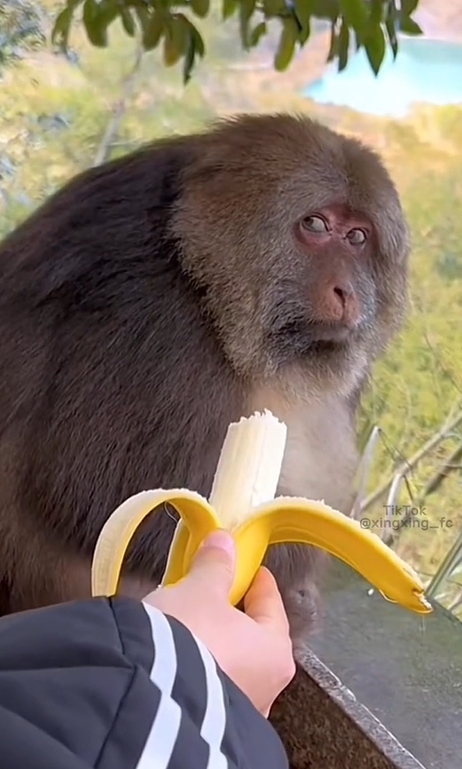 ป้อนกล้วย