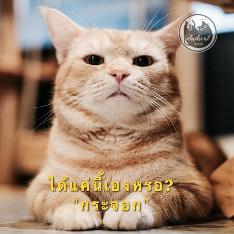 Meme แมว