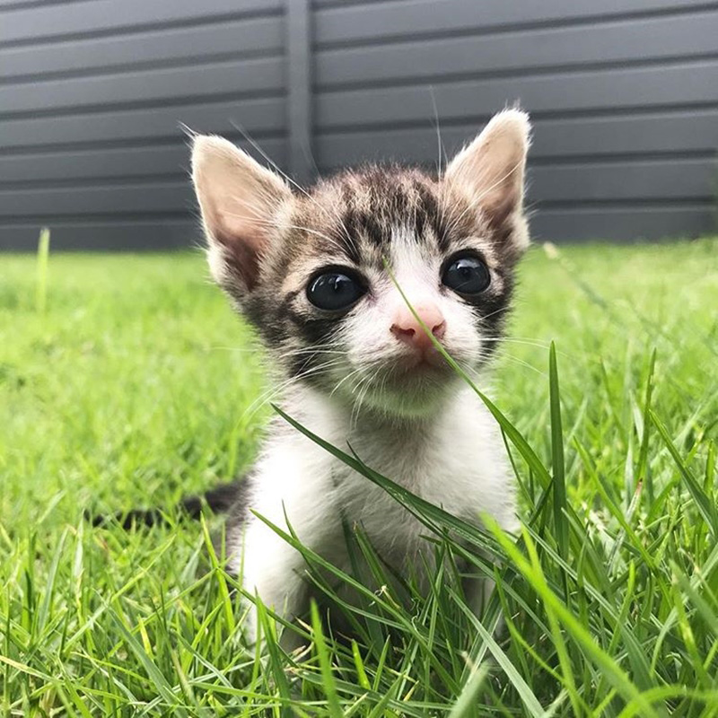 แมวจรจัด