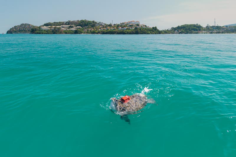 คุณปู่เต่าตนุเป้แดง