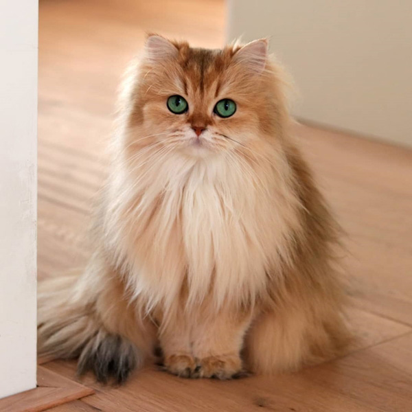 อินสตาแกรมแมว