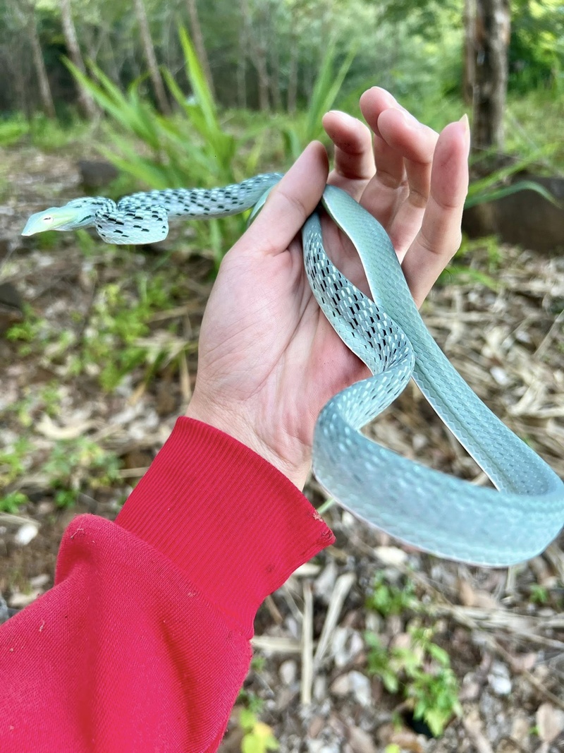 งูเขียวปากจิ้งจก