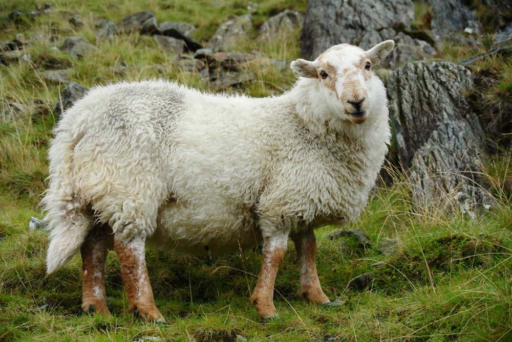 Snowdonia