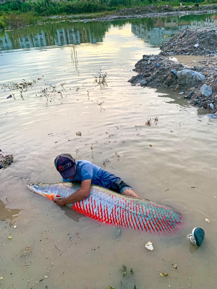 ปลาช่อนยักษ์อเมซอน