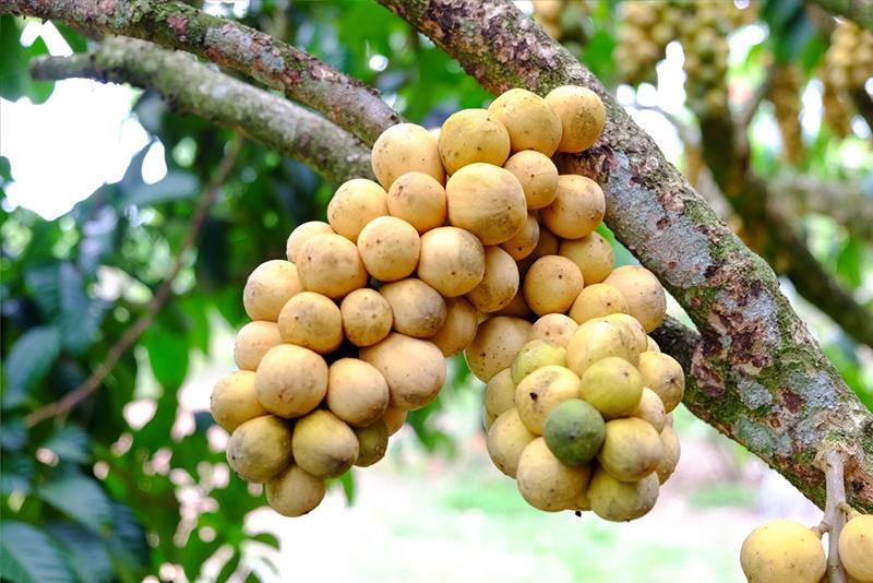 ลองกอง ตราด