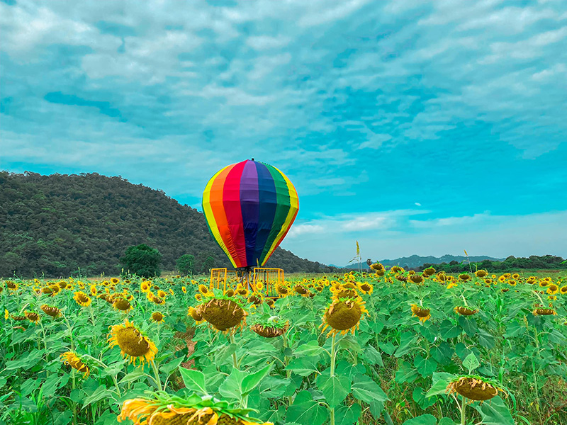 ทุ่งทานตะวัน ลพบุรี