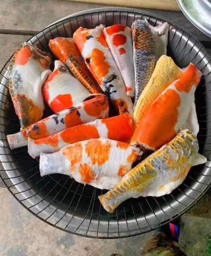 ปลาคาร์พ