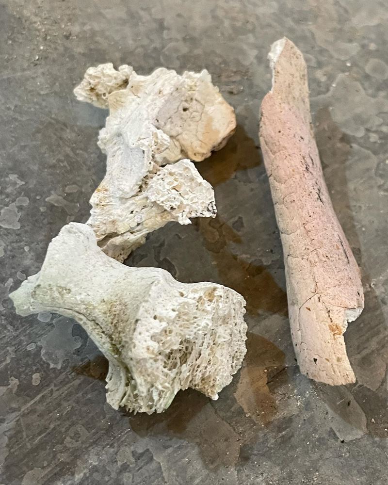 กระดูกอ๊อด คีรีบูน เป็นสีชมพู