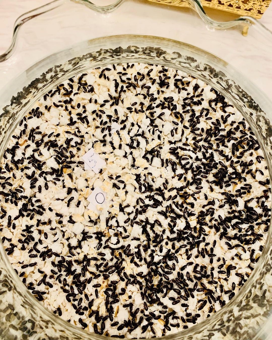  อ๋อม สกาวใจ 