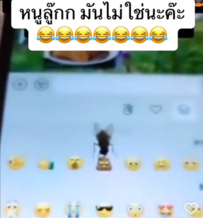 แมลงวัน