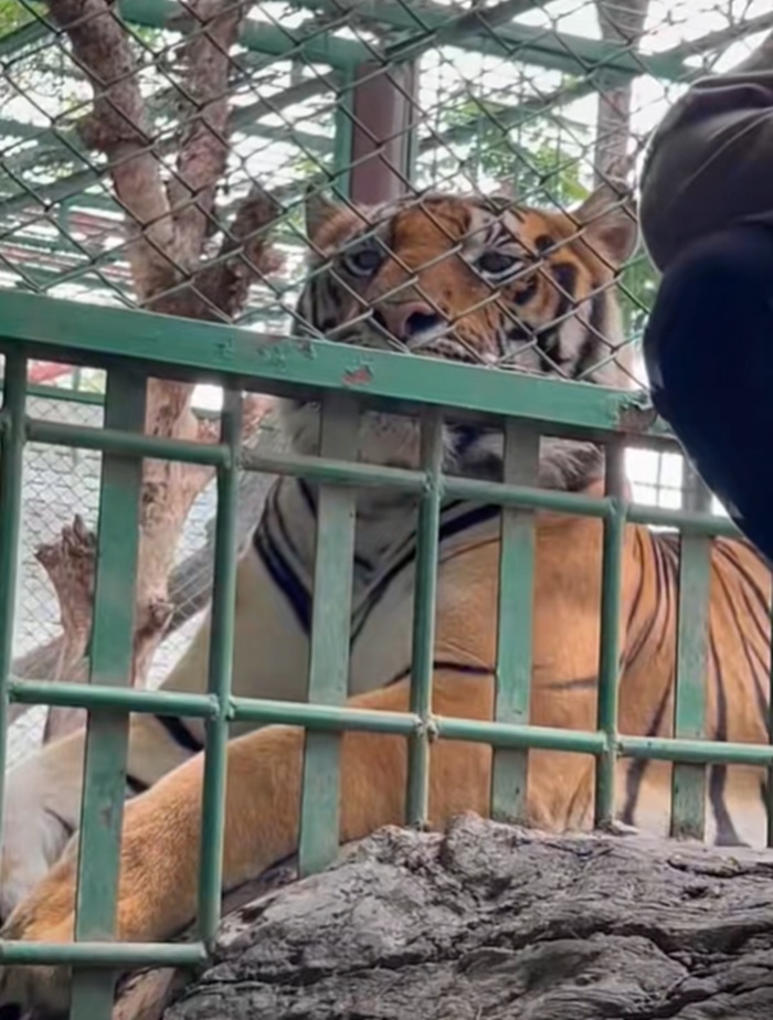 ฉีดยาเสือ