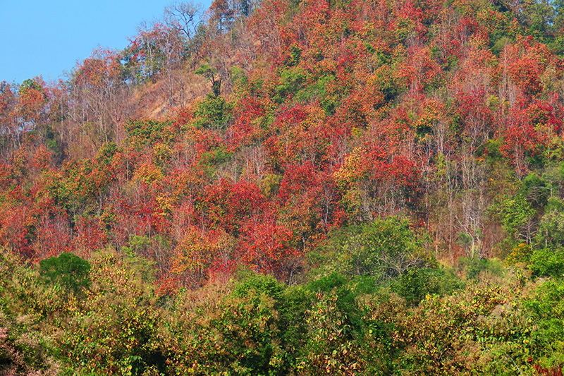 ป่าเปลี่ยนสี อุทยานแห่งชาติคลองลาน 2569