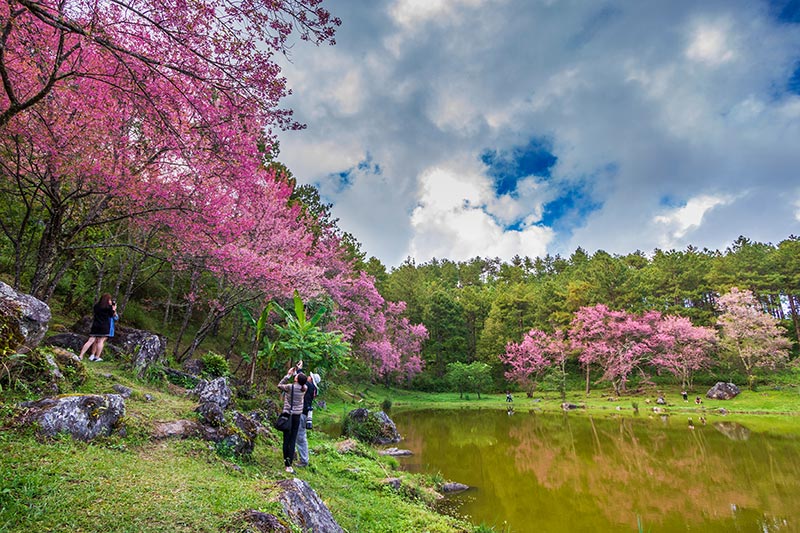 ดอกนางพญาเสือโคร่ง 2563