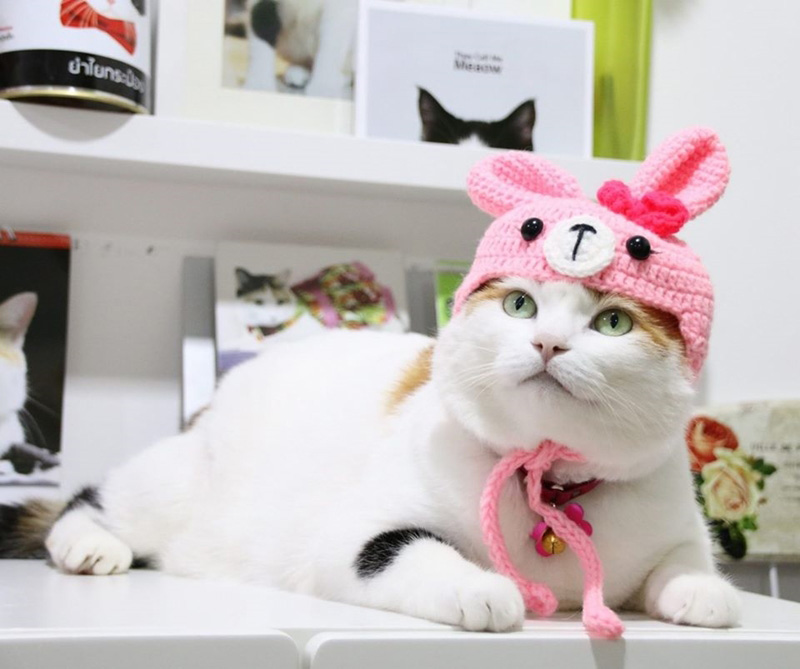 แมวจรจัด