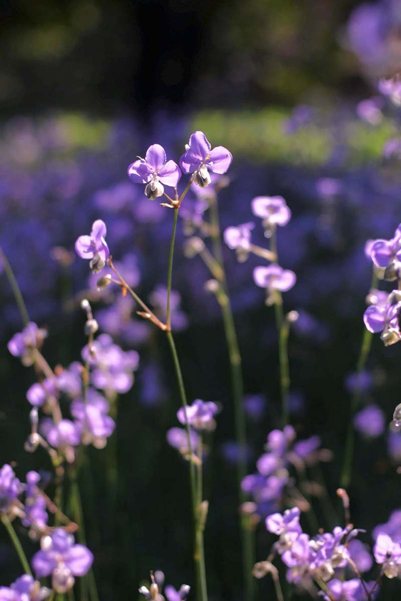 ดอกหงอนนาค ไร่ศักดิ์สุภา 