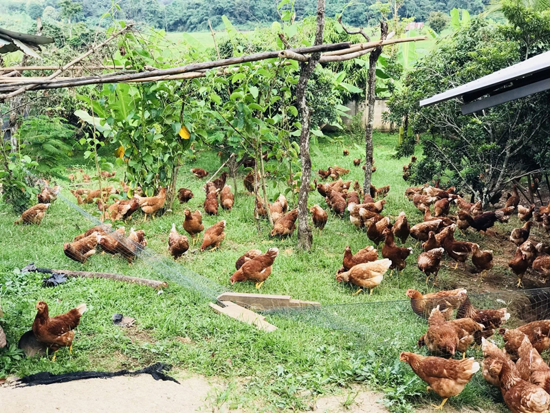 สิรินทร์ฟาร์ม เล้าไก่