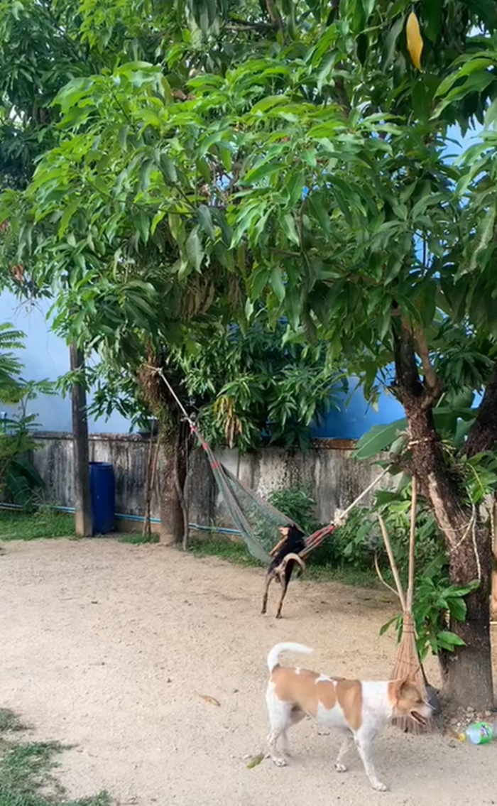 เปลหมา
