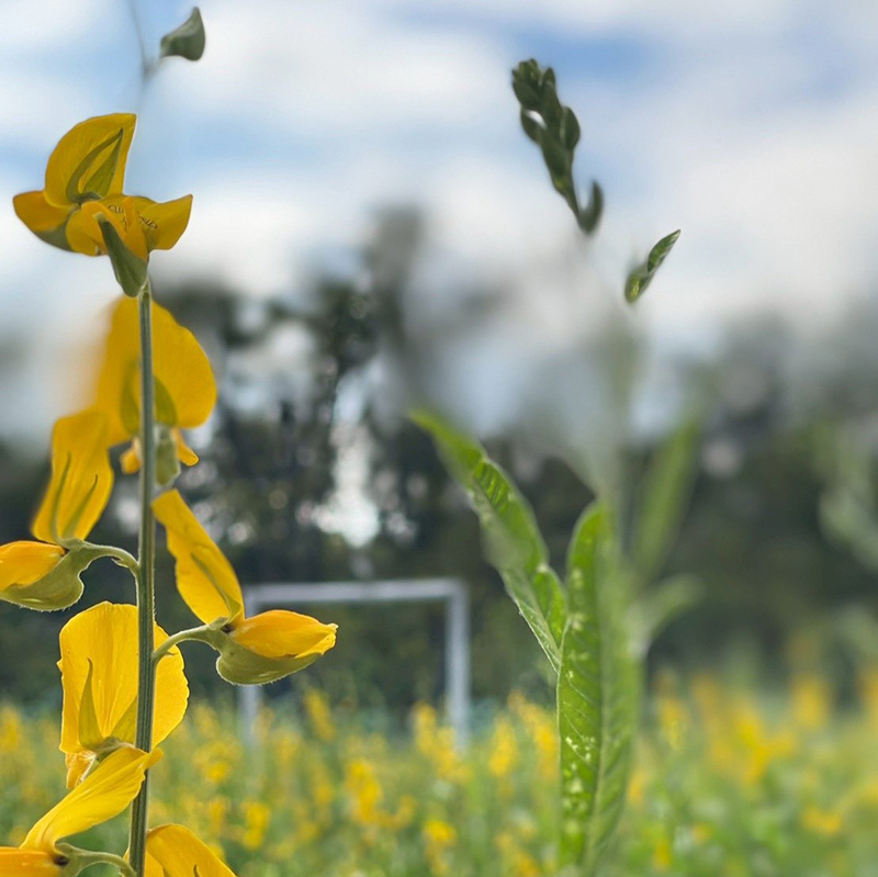 ทุ่งปอเทือง สวนรถไฟ 2569