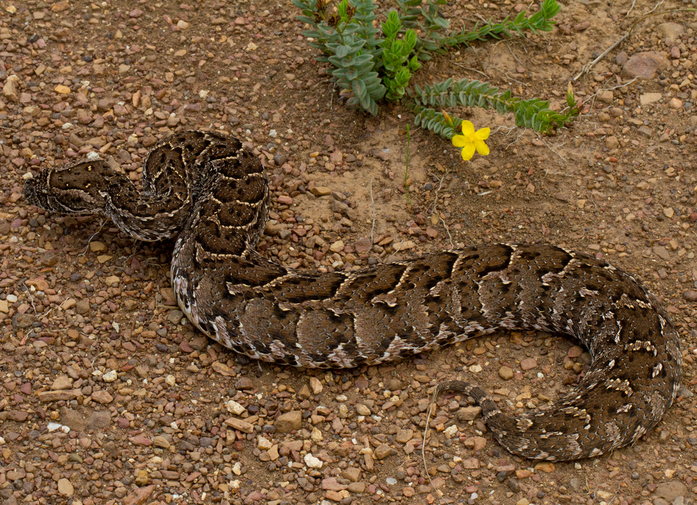 งูพัฟฟ์แอดเดอร์