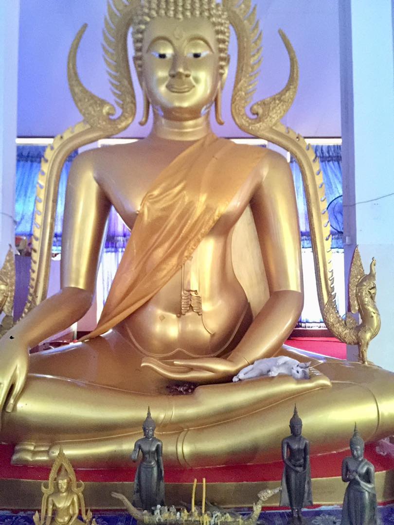 แมวนอนบนพระ