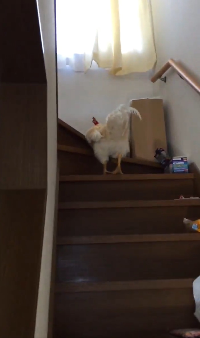 ไก่ปลุก