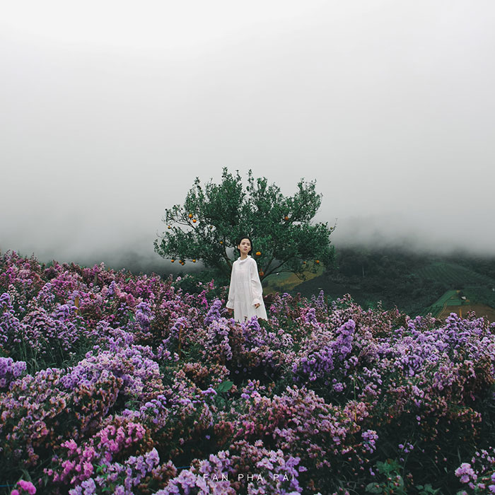 สวนดอกไม้ ป้างฮวา