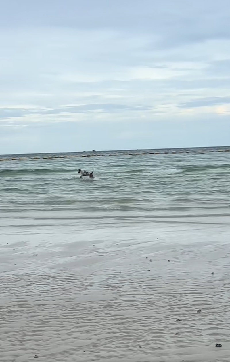 หมาเล่นน้ำ