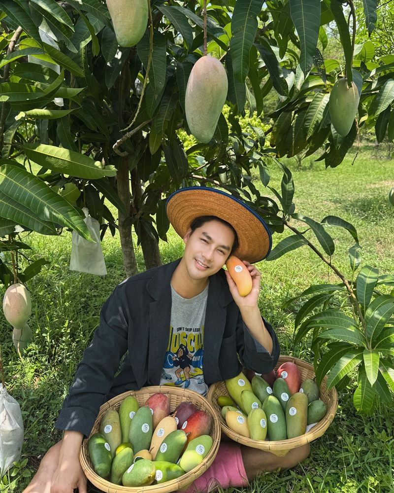 เพ็ชร ฐกฤต หลังผันตัวทำสวน เก็บมะม่วงขาย