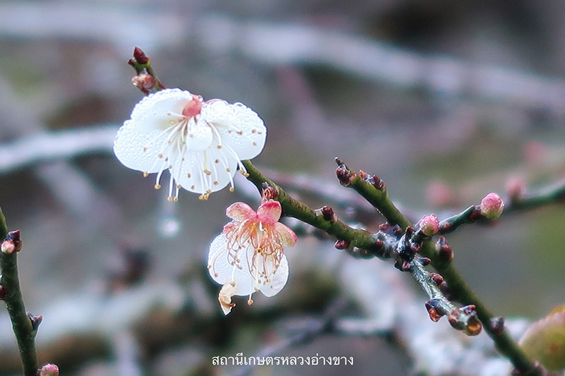 ดอกบ๊วย 2568 สถานีเกษตรหลวงอ่างขาง