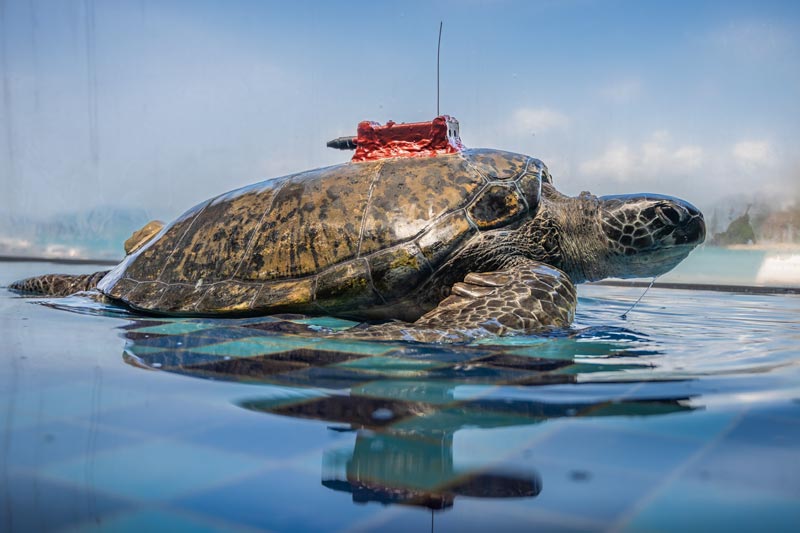 คุณปู่เต่าตนุเป้แดง