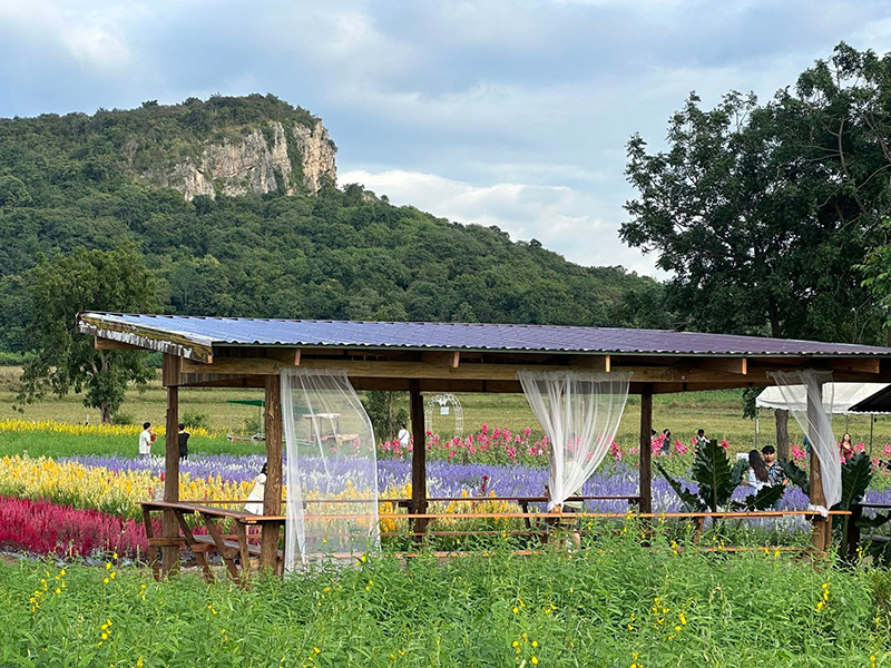 ทุ่งดอกปอเทืองไร่ธรรมชัย 2568 ตากฟ้า นครสวรรค์