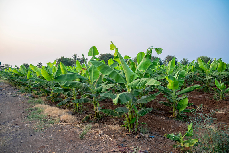 ปลูกต้นไม้ลดภาษี