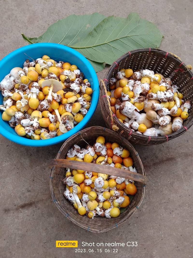 ก้อง ห้วยไร่ เห็นราคาเห็ดละโงก อึ้งเลย