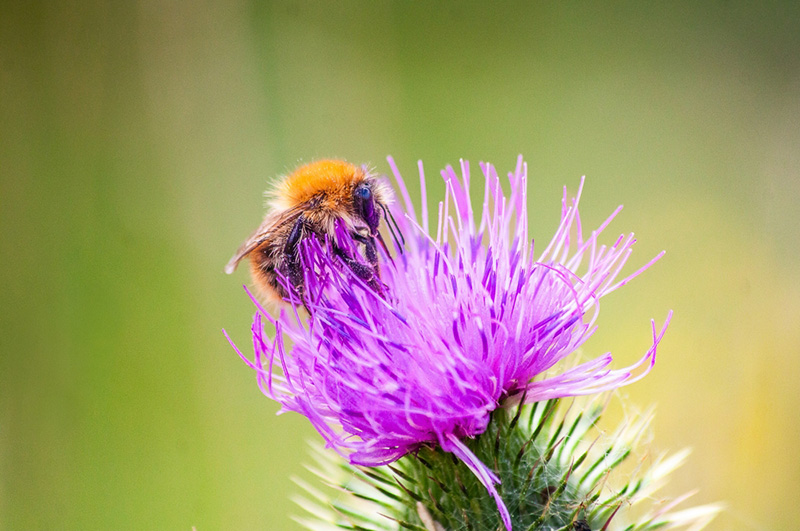 ดอกไม้ประจำราศีเมษ