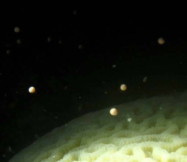 ปะการังปล่อยไข่