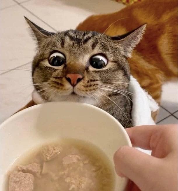 แมวหิว