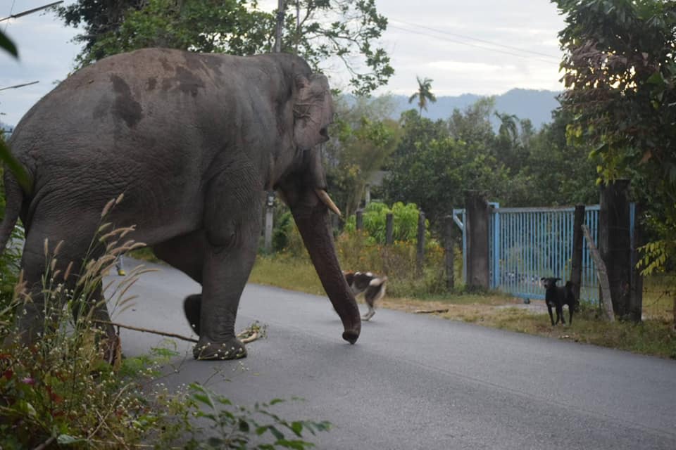 ช้างกับหมา