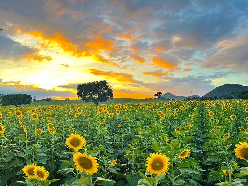 ทุ่งทานตะวัน 2566