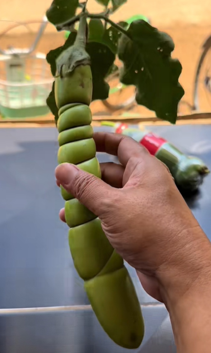 มะเขือยาว