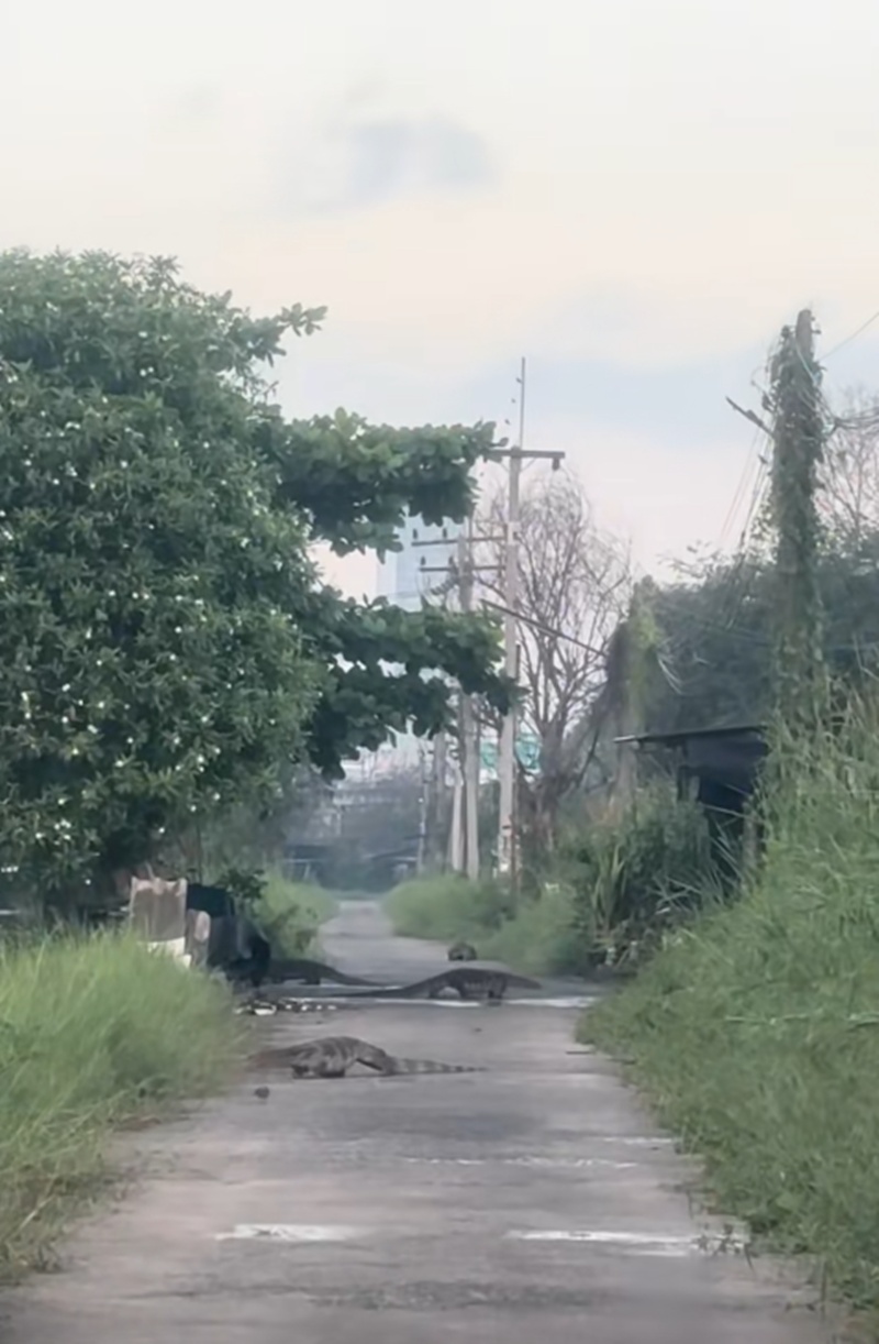 ตัวเงินตัวทอง