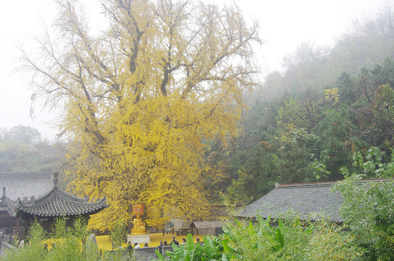 สถานที่ชมต้นแปะก๊วย