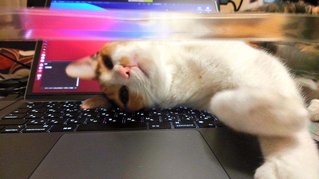 แมวนอน