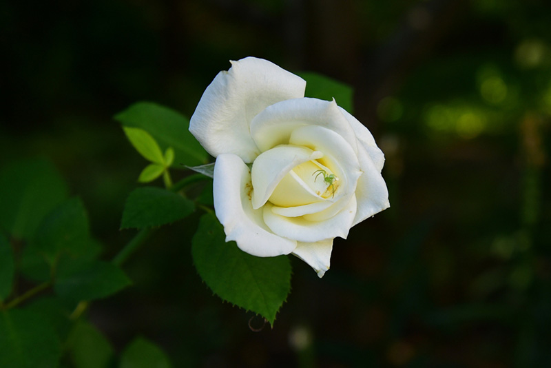 ดอกกุหลาบขาว