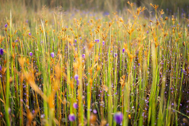 ที่เที่ยวปลายฝนต้นหนาว ทุ่งโนนสน