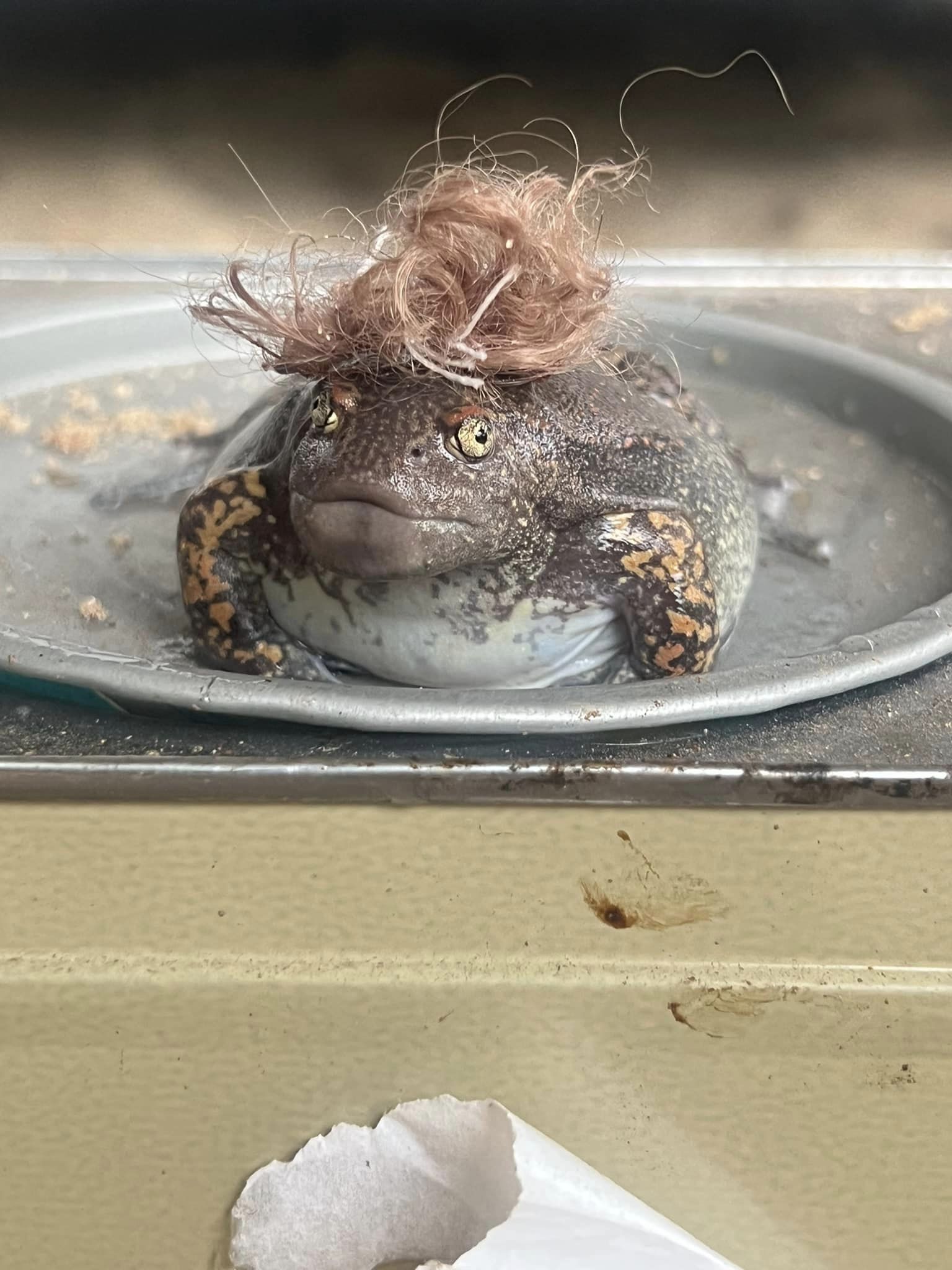 อึ่งอ่าง