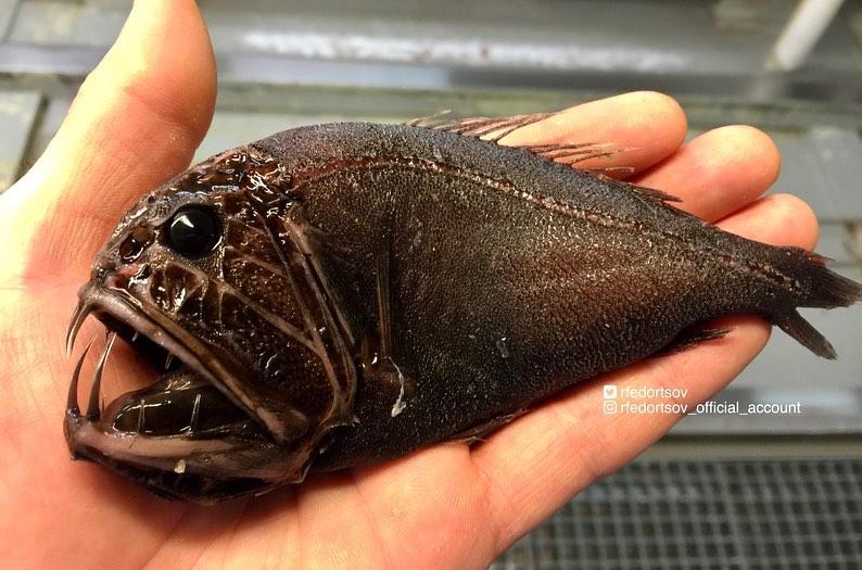 สิ่งมีชีวิตแปลก ๆ ใต้ทะเล