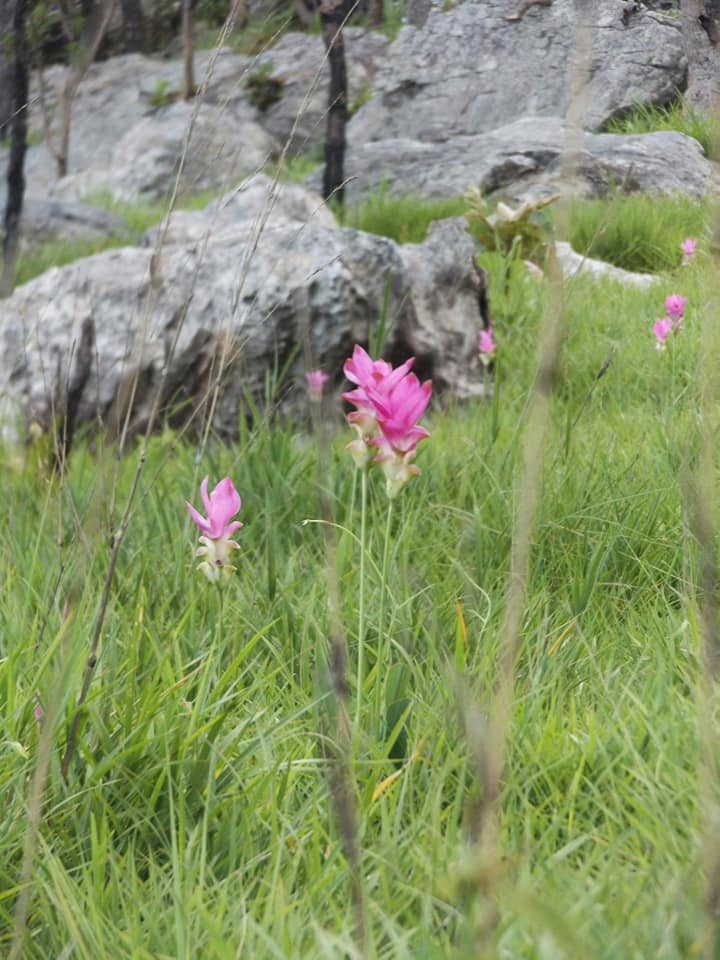 ทุ่งดอกกระเจียว 2564