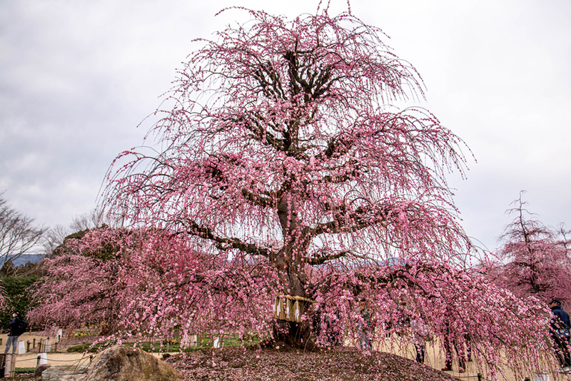 ซากุระ 2020